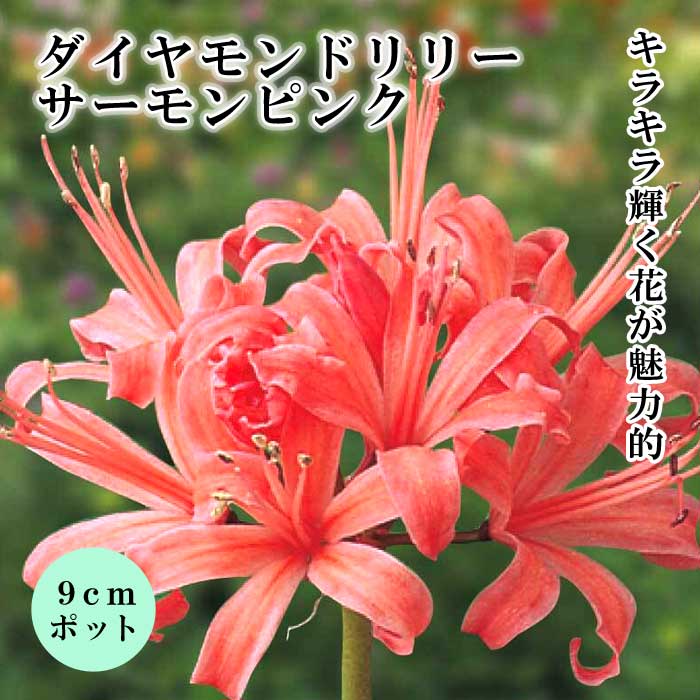 ネリネ サルニエンシス 【 サーモンピンク 】 9cmポット 苗