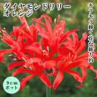 �ͥ�� ����˥��󥷥� �� ����� �� 9cm�ݥå� �� ��������ɥ�꡼ ���ߤ˺餯 �֤�����