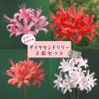 ͥ ˥󥷥 9cmݥå   ޤ3  å  ɥ꡼ ߤ˺餯 ֤