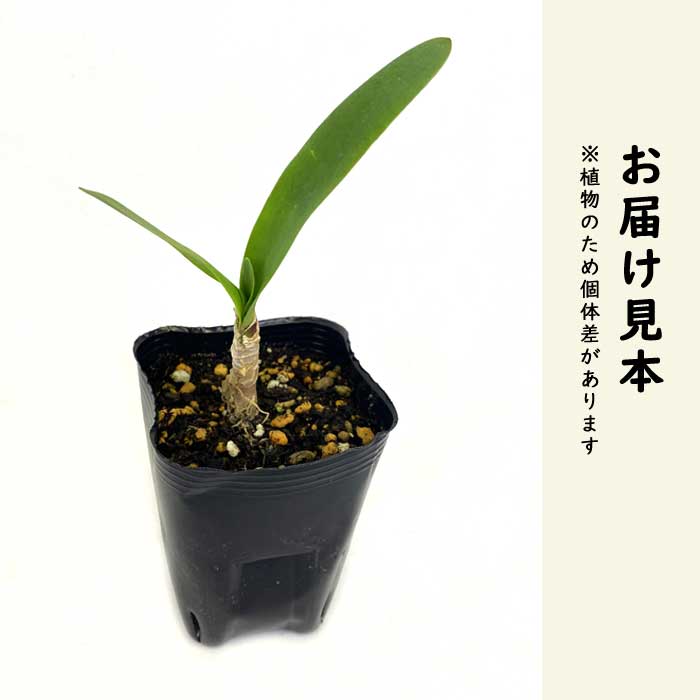 ネリネ サルニエンシス 9cmロングポット 苗 【 色おまかせ3苗 アソート