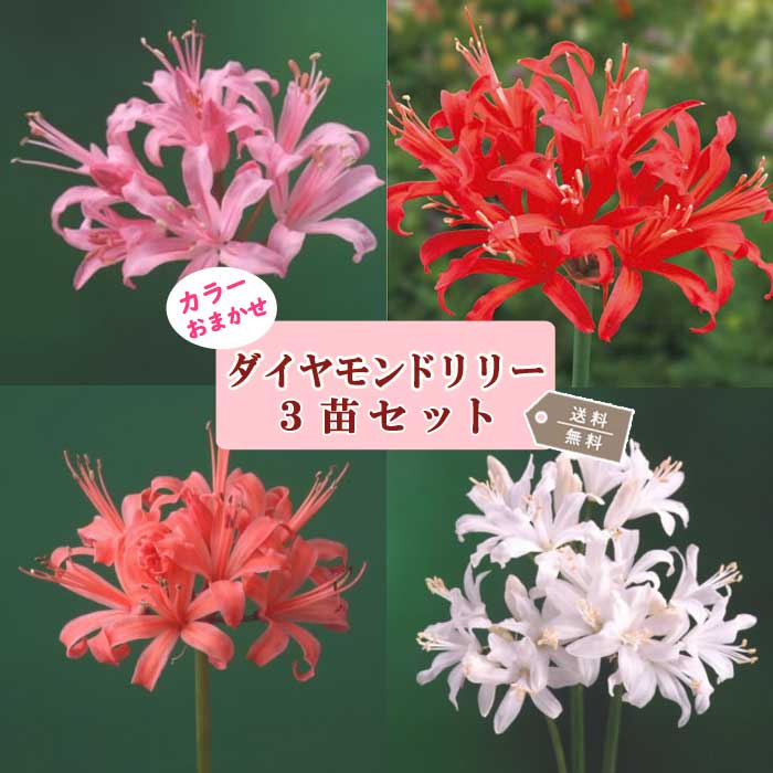 ネリネ サルニエンシス 9cmロングポット 苗 【 色おまかせ3苗 アソート