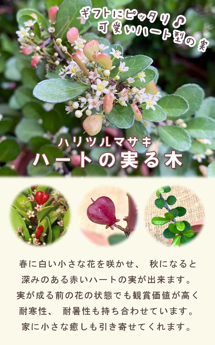 ハートが実る木 ( ハリツルマサキ ) 苗 10.5cmポット ハートツリー