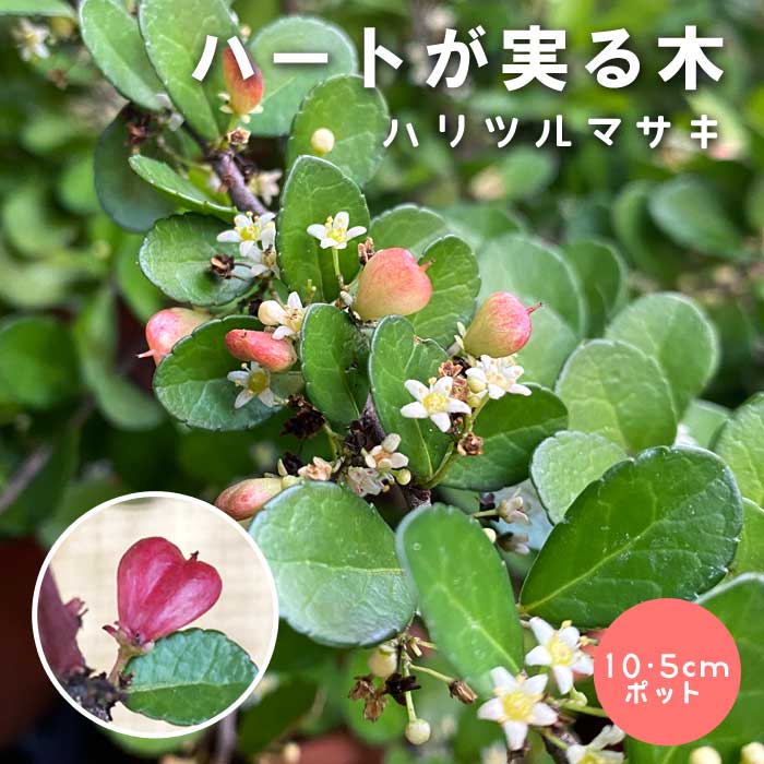 ✨✨✨オキナワハートツリー【ジブリの世界】検/ハリツリマサキ/美株品 ハートが実る木 ( ハリツルマサキ ) 苗 10.5cmポット ハートツリー