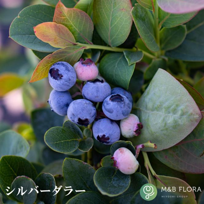 ブルーベリー 苗木 ブッシェル アンド ベリー 15cmポット コンパクトな