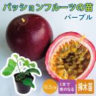 ��ͽ�����ۥѥå����ե롼�� ��  �ѡ��ץ� 10.5����ݥå� ������ �ȥ��ԥ��� �̼� ���ȷ���� ��Ǯ�� ������Υȥ���������5����ܤ��缡ȯ����