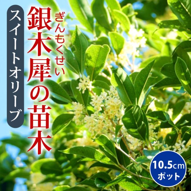 銀木犀 苗木 10.5cmポット スイートオリーブ 矮性 ぎんもくせい