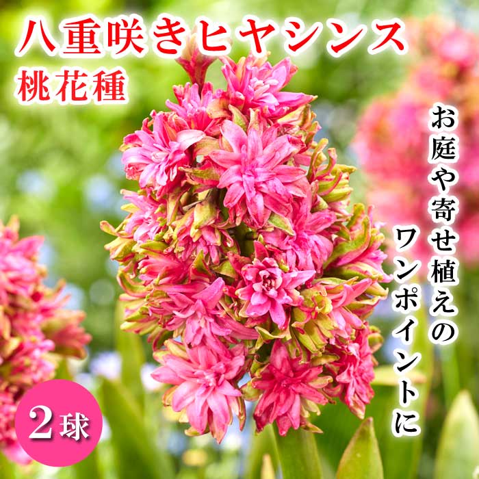 八重咲き ヒヤシンス 桃花種 2球 ピンク 球根 芳香性 水耕栽培 庭植え