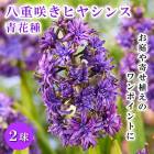ͽ Ȭź餭 ҥ䥷 Ĳּ 2 ֥롼 庬 ˧ ̺  ȭ ֤ 10ܤ缡ȯ