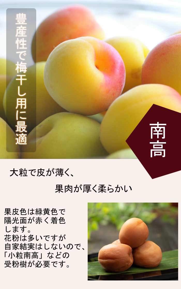 梅 苗 南高梅 15cmポット 接木 南高 ( なんこう ) 梅 受粉樹必要 うめ