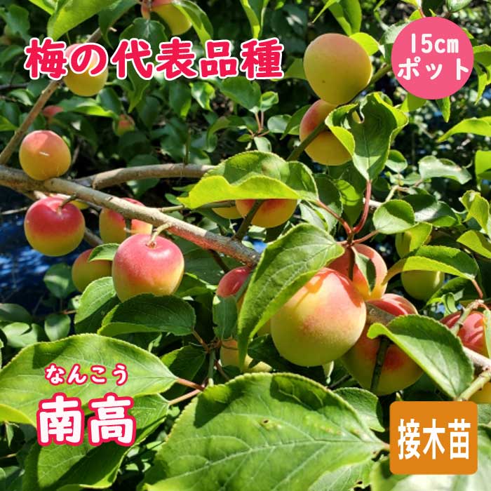 梅 苗 南高梅 15cmポット 接木 南高 ( なんこう ) 梅 受粉樹必要 うめ