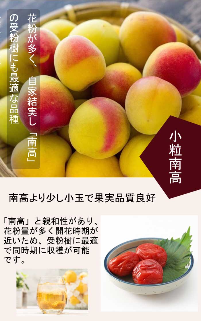 梅 苗 南高梅 小粒南高 ( こつぶなんこう ) 梅 接木 15cmポット ume