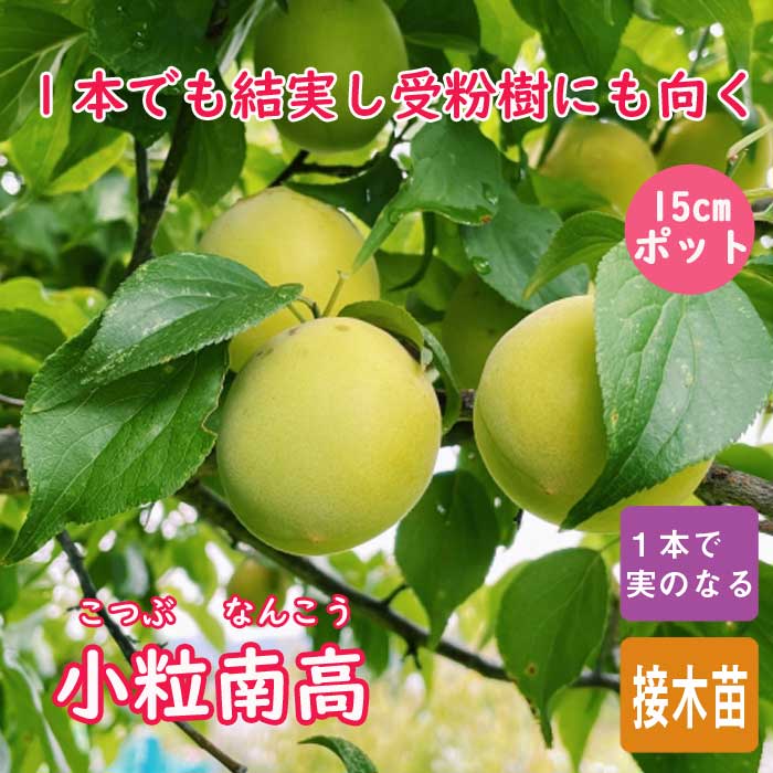 梅 苗 南高梅 小粒南高 ( こつぶなんこう ) 梅 接木 15cmポット ume