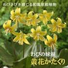    ꥹ˥塼 ѥ ˵庬 3 Ӥε庬   ǥ ֤