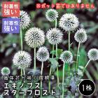 �����Υץ� �������ե����� �庬 1�� �ɥ饤�ե� �ѽ��� �ɺ��� �߿��� ��ǯ�֤��餯�ɺ��� �֤�����