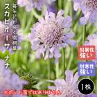 �����ӥ����� �ʥ� �庬 1��  �ޥĥॷ���� �����ӥ��� �ɺ��� �߿��� ��ǯ�֤��餯�ɺ��� �֤�����