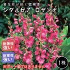 �����륻�� ������� �庬 1��  �ѽ��� �ܡ����������ǥ� �ɺ��� �߿��� ��ǯ�֤��餯�ɺ��� �֤�����