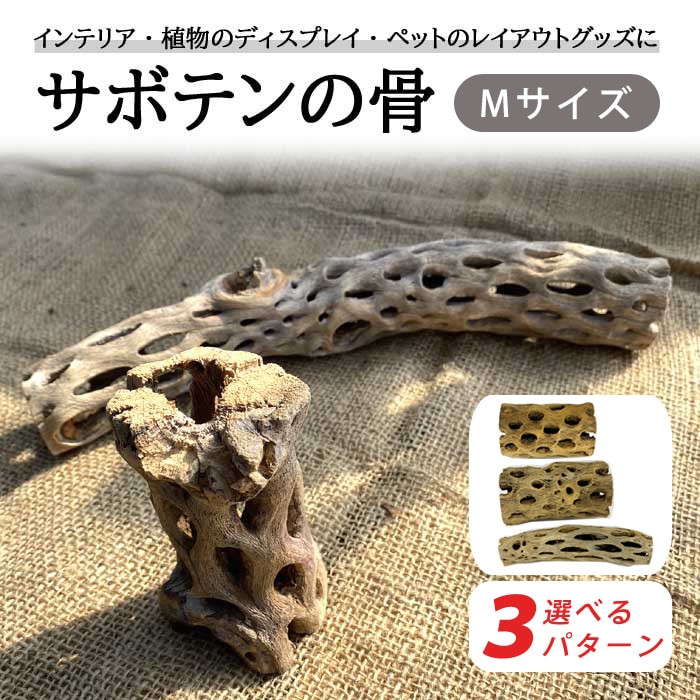 サボテンの骨 棒状 Mサイズ 3パターンから選べる サボテン インテリア