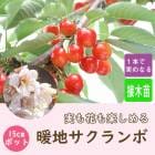 �������� �� ���ϥ������� ( ������������� ) ���Ϻ��� ���� 15cm�ݥå� ���� �������� ����  �̼� �̼���  ���� ���� ����̵��