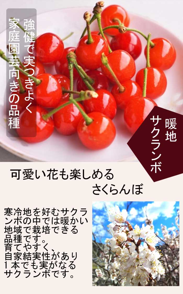サクランボ 苗 暖地サクランボ ( だんちさくらんぼ ) 暖地桜桃 接木