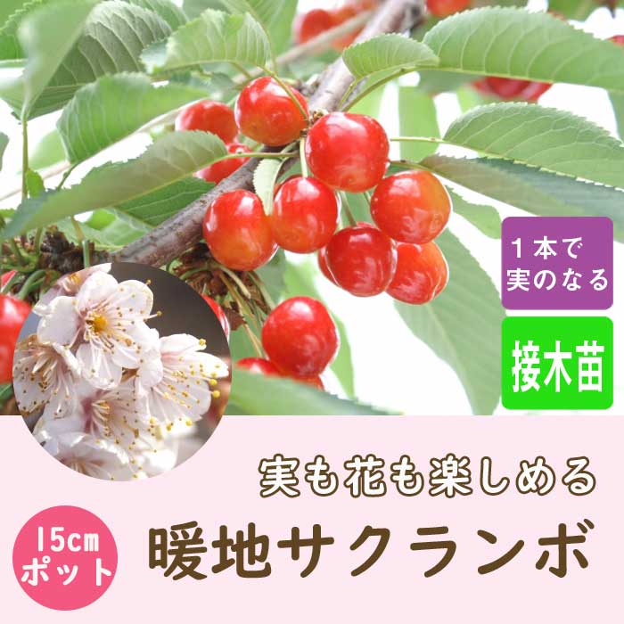 サクランボ 苗 暖地サクランボ ( だんちさくらんぼ ) 暖地桜桃 接木