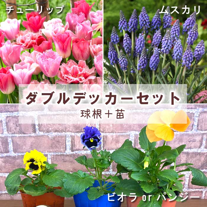 動画を見ながら ダブルデッカー セット 送料無料 【 チューリップ と