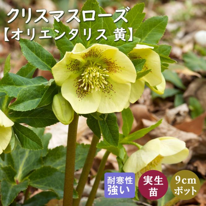 メル85316様専用 クリスマスローズ 苗 セット ☘️スペシャルイベント