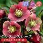 ꥹޥ  ꥨ󥿥ꥹ 󥰥   9    Ѵ ǥ˥  إܥ륹