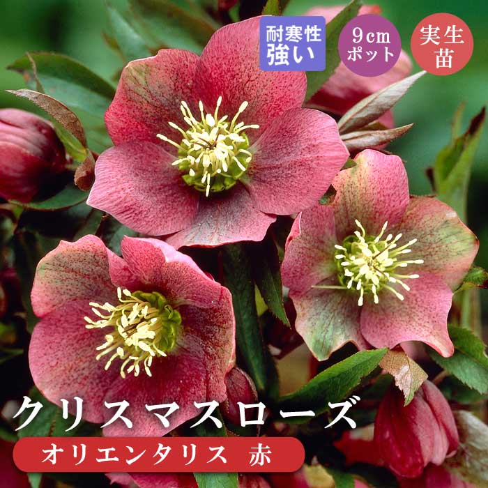 グラデーションベインオーレア×ピエラ☆クリスマスローズ交配苗☆開花