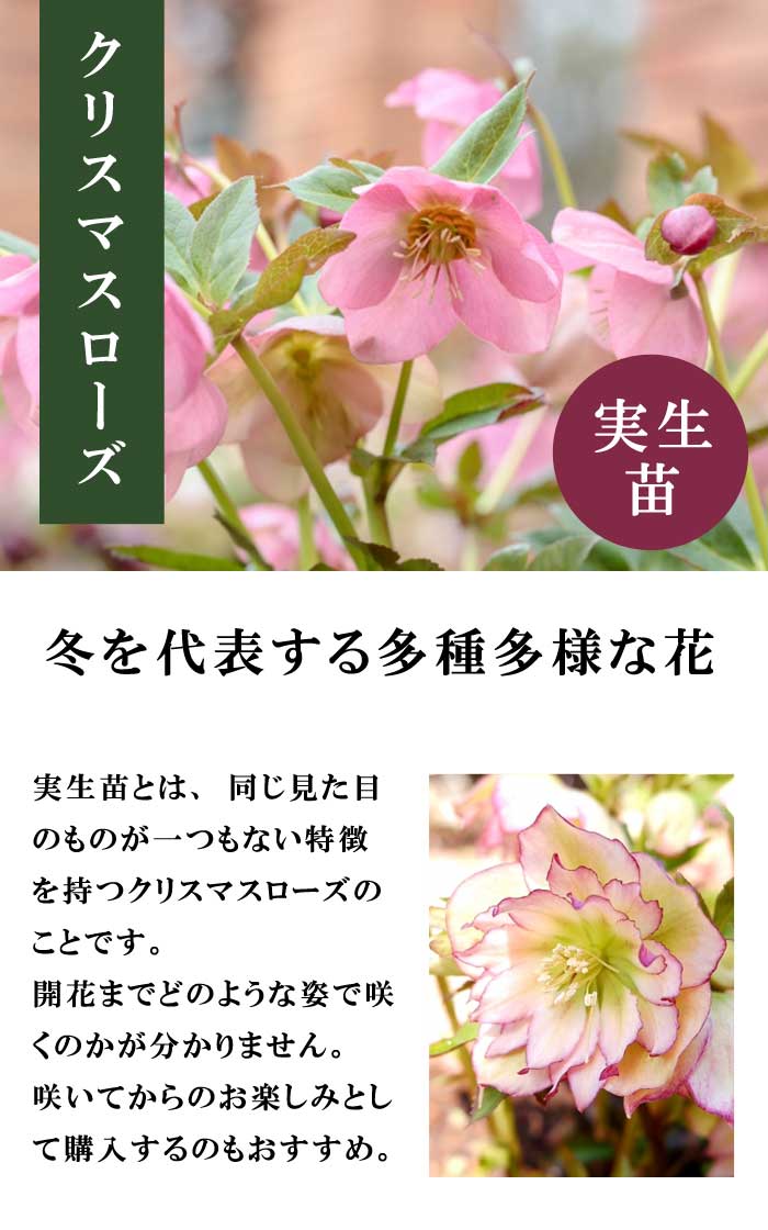 グラデーションベインオーレア×ピエラ☆クリスマスローズ交配苗☆開花