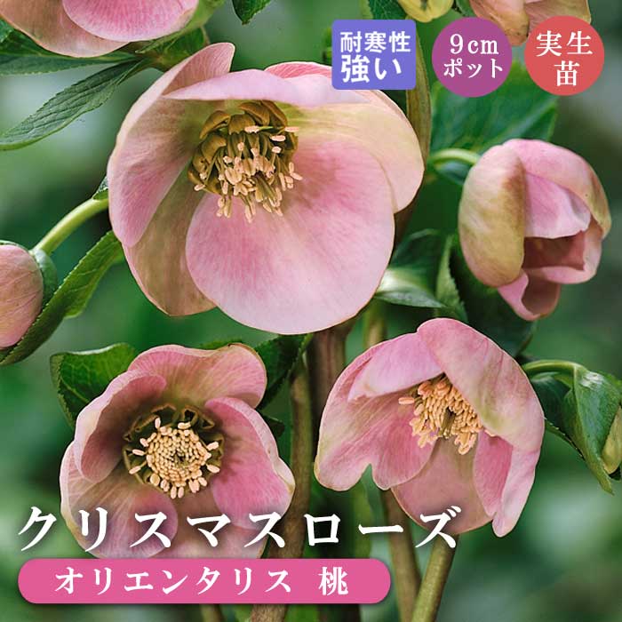 さんた クリスマスローズ 小苗 セット 楽天市場】2023年新入荷苗 クリスマスローズ ダブル咲き レッド系