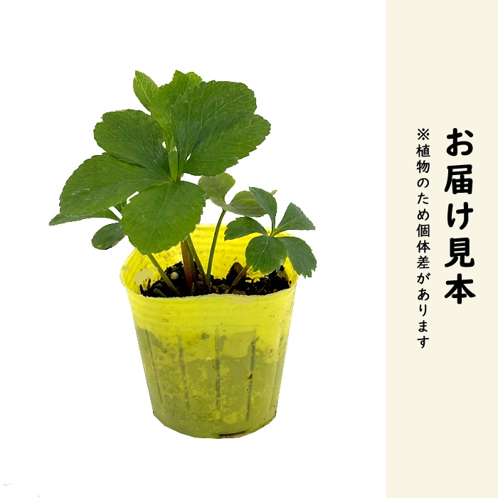 クリスマスローズ 苗 オリエンタリス シングル 桃 実生苗 9cm 実生