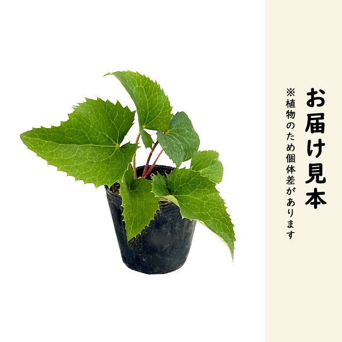 クリスマスローズ 苗 コルシカス 実生苗 9cm 実生 冬 花壇 耐寒性