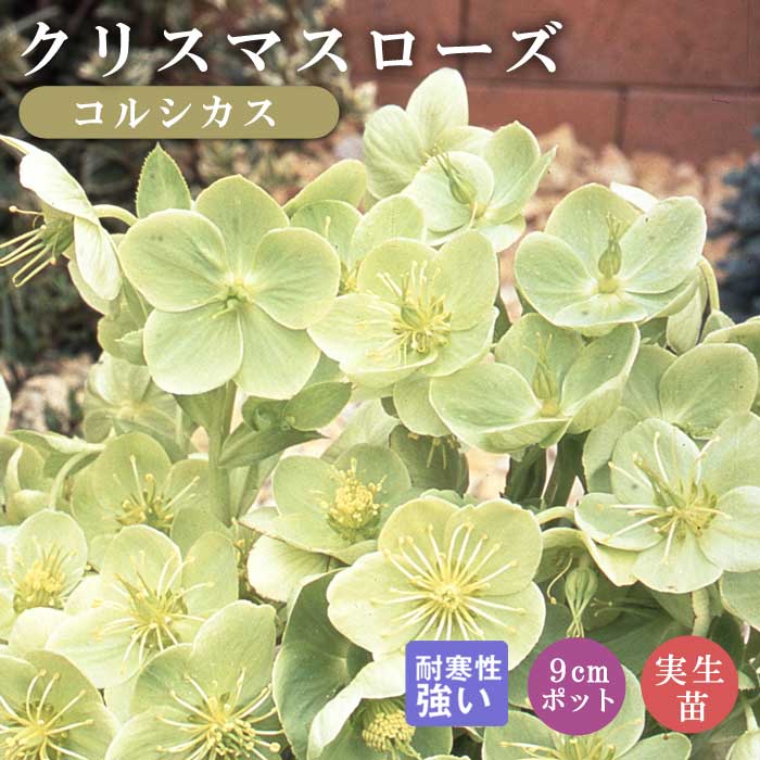 クリスマスローズ 苗 コルシカス 実生苗 9cm 実生 冬 花壇 耐寒性