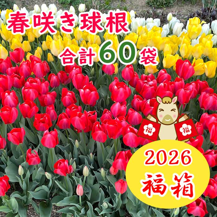 ����̵�� ��ʡȢ 2026 �������̡����60���Ϥ��� ���塼��å� �庬 �˽պ餭�庬���դ��� ���㤤�� �������� ʡ�� ���̸��� �֤�����