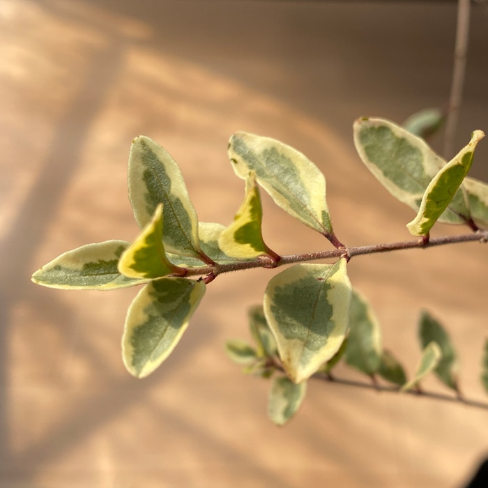 ココスヤシ　シルバーリーフ　ヤシ　苗木　庭木　生垣苗木　苗　2 ココスヤシ シルバーリーフ ヤシ 苗木 庭木 生垣苗木 苗 2 南国