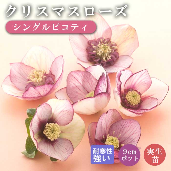 クリスマスローズ 苗 シングルピコティ 実生苗 9cm 実生 冬
