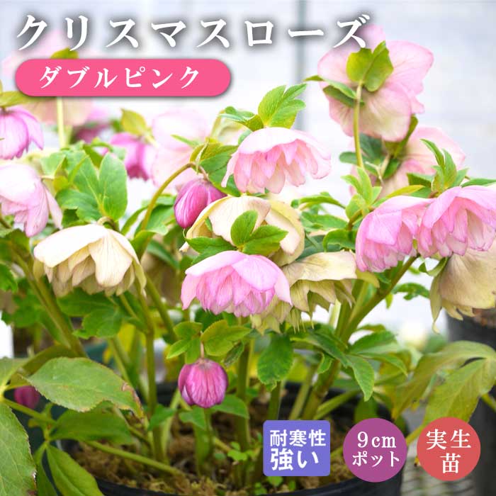 クリスマスローズ 苗 ダブルピンク 実生苗 9cm 八重咲き 実生