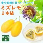 ��ͽ�����ۥѥå����ե롼�� �� �ߥ����� 12����ݥå� 2�ܿ� �ȥ��ԥ��� �ե롼�� ����ޥ����� ��ꥳ�� LiLikoi Ǯ�� �̼���5����ܤ��缡ȯ����