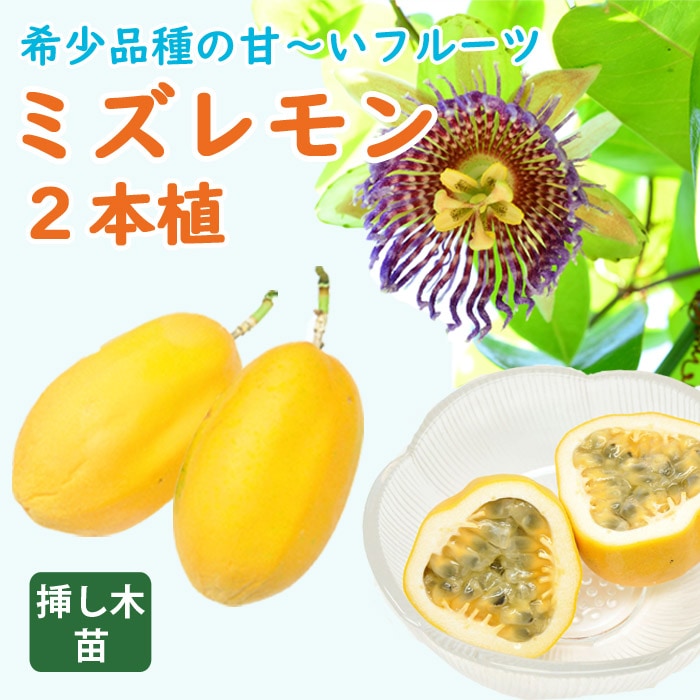 パッションフルーツ 苗 ミズレモン 12cmポット 挿し木 2本植