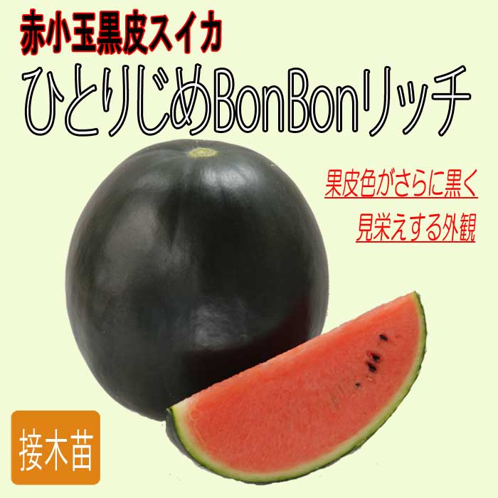 予約・早割】接木 野菜 苗 すいか ひとりじめ BonBon リッチ 赤小玉黒