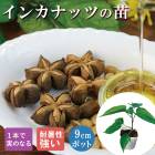 ��ͽ�����ۥʥå� �� ���󥫥ʥå� 9����ݥå� ���� �ȥ��ԥ��� �����ᤤ Ǯ�Ӳ̼� �����㥤��� ���ȷ������5����ܤ��缡ȯ����