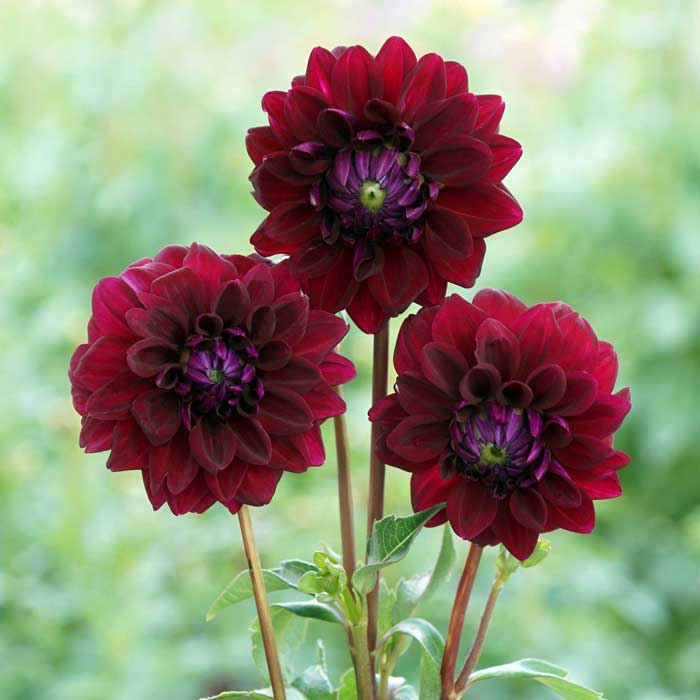 ダリア　球根 ダリア 球根 春植え 【 カット フラワー ダリア】 ゆかり 1球 dahlia