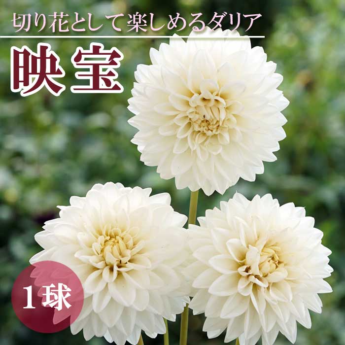 ダリア 球根 春植え 【 カット フラワー ダリア】 映宝 えいほう 1球