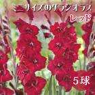 ��ͽ������ ���饸���饹 �庬 �տ��� �����㤤���饸���饹�� �ߥ� ������ ��å� ��5�� ����ѥ��� gladiolus �֤����� ��3����ܤ��缡ȯ����