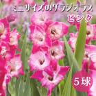 ���饸���饹 �庬 �տ��� �����㤤���饸���饹�� �ߥ� ������ �ԥ� ��5�� ����ѥ��� gladiolus �֤�����