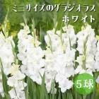 ���饸���饹 �庬 �տ��� �����㤤���饸���饹�� �ߥ� ������ �ۥ磻�� ��5�� ����ѥ��� gladiolus �֤�����