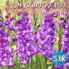 ��ͽ������ ���饸���饹 �庬 �տ��� �����㤤���饸���饹�� �ߥ� ������ �ѡ��ץ� ��5�� ����ѥ��� gladiolus �֤����� ��3����ܤ��缡ȯ����