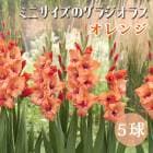 ���饸���饹 �庬 �տ��� �����㤤���饸���饹�� �ߥ� ������ ����� ��5�� ����ѥ��� gladiolus �֤�����
