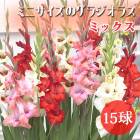 ���饸���饹 �庬 �տ��� �����㤤���饸���饹�� �ߥ� ������ �ߥå�����15�� ���� gladiolus ����ѥ��� �֤�����