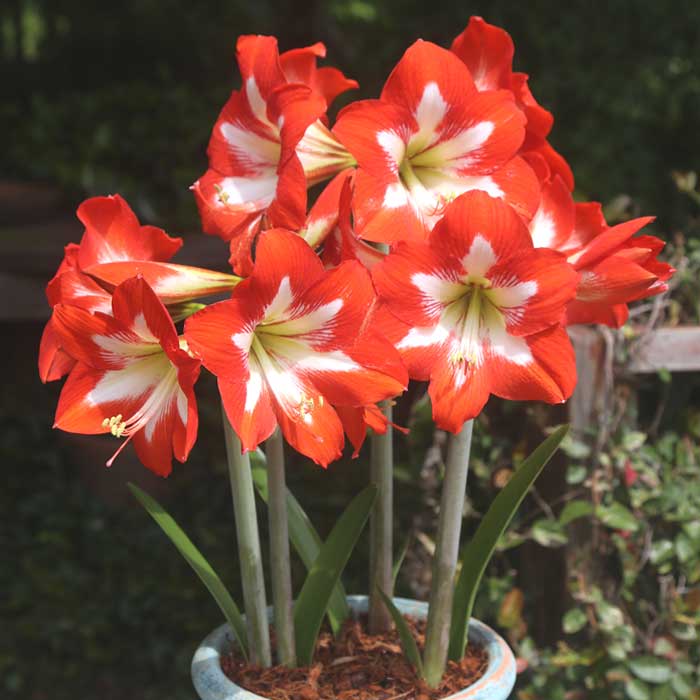アマリリス 球根 春植え 毎年花が咲く 【 アイキャッチャー 】1球 赤系